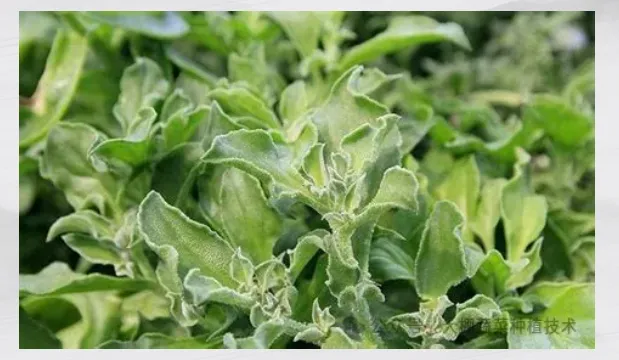 冰菜如何用岩棉栽培?(图1) image.png