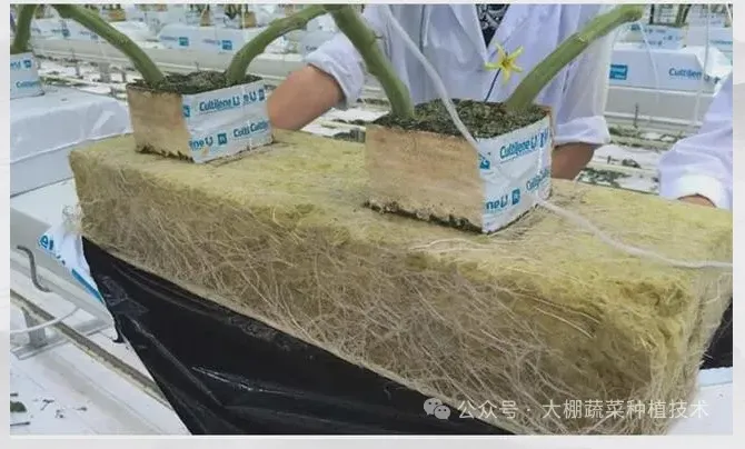 冰菜如何用岩棉栽培?(图4) image.png