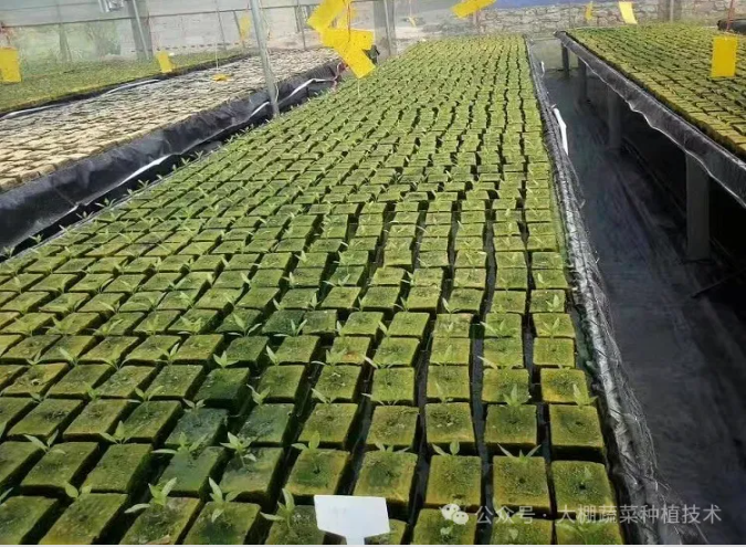 冰菜如何用岩棉栽培?(图6) image.png