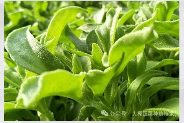 冰菜如何用岩棉栽培?(图8) image.png